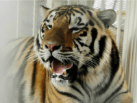 Mike VI