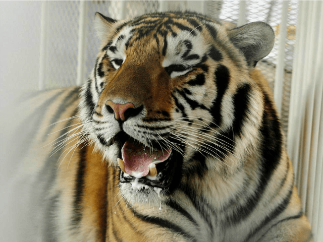students-now-claim-louisiana-state-university-s-tiger-mascot-is-racist