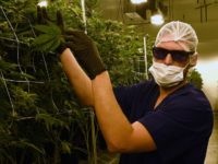 Marijuana Nevada (Ethan Miller / Getty)