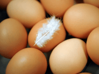 eggs