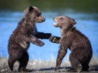 A pair of grizzly bear cubs play in Lake Clark National Park & Preserve, in Port Alsworth, Alaska, in 2016. Congress is considering legislation that would allow hunting of bears in their dens, including cubs, in Alaska’s national preserves, by prohibiting the National Parks Service from restricting such practices. Solent News/REX/Shutterstock AP