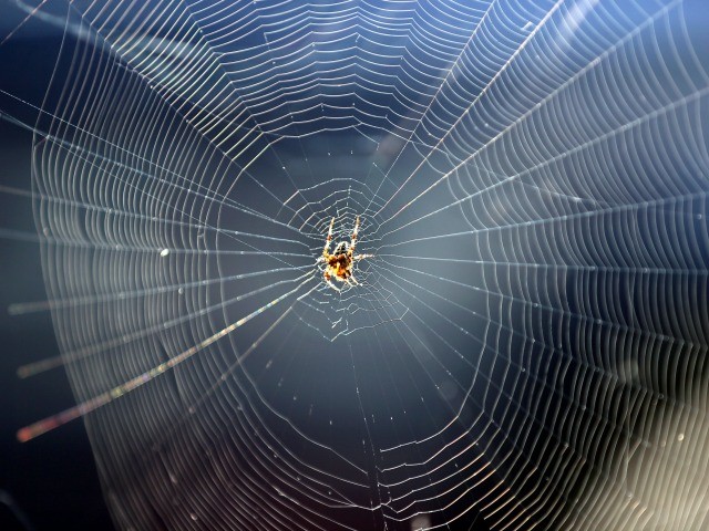 Scientists Working To Make Spider Silk Strong Enough To Hold Humans Breitbart