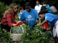 WASHINGTON, DC - SEPTEMBER 22: U.S. first lady Melania Trump joins children from the Boys and Girls Club of Washington in planting and harvesting vegetables in the White House Kitchen Garden September 22, 2017 in Washington, DC. The White House Kitchen Garden is a tradition started by former first lady Michelle Obama. (Photo by Win McNamee/Getty Images)