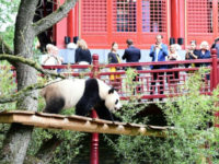 Panda fans take photos of the new panda stars making their public debut at a Dutch zoo