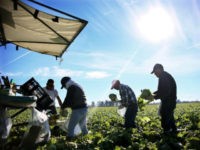 Donald Trump's actions against clandestine immigrants worry American farmers who use a large majority of foreign workers who accept low wages