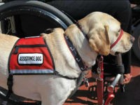BOSTON, MA - SEPTEMBER 12: One of the several service dogs among a contingent of NEADS Service Dog teams and others is pictured outside of the Massachusetts State House in Boston as a group gathered to show support for House Bill 2277, an act relative to misrepresentation of service animals. (Photo by David L. Ryan/The Boston Globe via Getty Images)