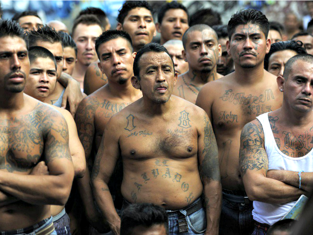 MS-13 Gang Members