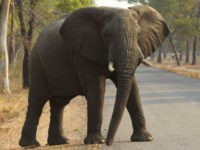 In this Thursday, Oct. 1, 2015 file photo an elephant crosses a road in the Hwange National Park, in Hwange, Zimbabwe. (AP Photo/Tsvangirayi Mukwazhi, File)