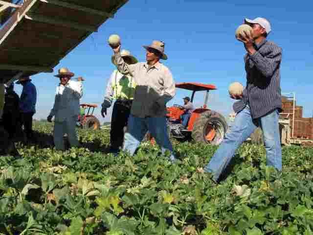 Farm Workers