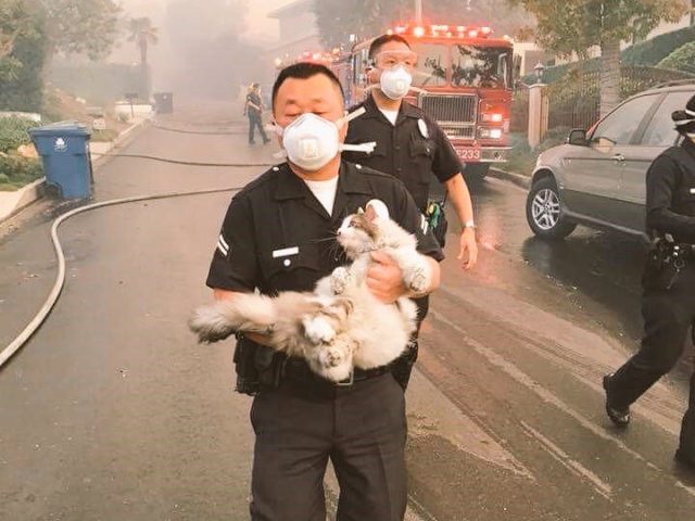 LAPD saving cat (@LAPDHQ / Twitter)