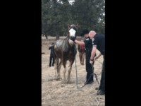 Deputies teamed up with Elizabeth Fire Rescue to save a Clydesdale that was stuck in a pond after falling through the ice. Well done gentlemen.