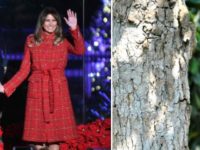 melania-trump and the magnolia