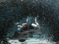 school of fish AP10ThingsToSee - A diver performs with a school of fish at the Coex Aquarium in Seoul, South Korea, Wednesday, July 29, 2015. The aquarium features 40,000 sea creatures from over 600 different species. (AP Photo/Ahn Young-joon)