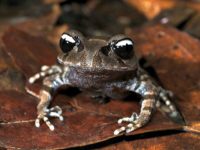 yin-yang-frog