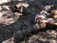 Skelatal remains in Brooks County. File Photo: Bob Price/Breitbart Texas