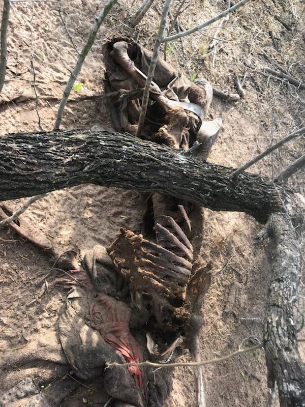 Scattered remains of migrant found in Brooks County on 1-21-18. (Photo: Brooks County Sheriff's Office)