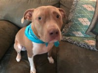 Ruby, a three-year-old pit bull, rescued her owners from deadly carbon monoxide poisoning after barking to let them know something was amiss.