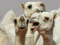 Camels are seen during a beauty contest as part of the annual King Abdulaziz Camel Festival in Rumah, some 160 kilometres east of Riyadh, on January 19, 2018. The 28-day King Abdulaziz Camel Festival features races and camels beauty contest, known as Miss Camel with prizes amounting to $30 million. / AFP PHOTO / FAYEZ NURELDINE (Photo credit should read FAYEZ NURELDINE/AFP/Getty Images)