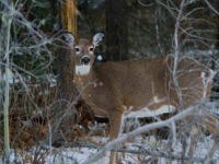 Experts Weigh in on ‘Zombie’ Deer Disease: It Has Not Been Passed to Humans —Yet