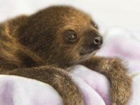 This Dec. 8, 2017, photo provided by the National Aviary shows a female Linnaeus' two-toed sloth born Aug. 21, 2017, named Vivien after 
