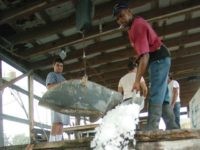 SHELL BEACH, LA - SEPTEMBER 29: A worker throws ice over crates of shrimp to be trucked throughout the U.S. at a factory September 29, 2004 in Shell Beach, Louisiana. Shrimpers from gulf states such as Louisiana, Texas, Alabama and Florida are facing increased difficulty surviving due to imported, farm raised shrimp from Thailand, Vietnam and other countries that are being imported into the U.S. Market. (Photo by Sandy Huffaker/Getty Images)