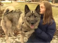 Michigan Awards Man’s Puppy $1,500 a Month in Unemployment Payments