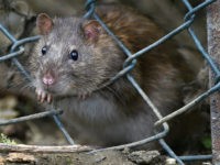 TODDINGTON, UNITED KINGDOM - OCTOBER 19: A brown rat seen entering the lorry park on October 19, 2016 in Toddington, England. There is a massive infestation of Brown rats at the Toddington Services on the M1 motorway. The Brown rat (rattus norvegicus) is the carrier of many diseases including leptospirosis and Weil's disease. The rats appear to live in the boundary between the service station and the lorry park and feed on what the lorry drivers throw out for them. The ground behind the lorries is strewn with everything from discarded paper to food stuffs. The toilets are just 100m away and there are bins all around the site. The place smells and is like a latrine with drivers peeing all around their vehicles. In general the site is clean and tidy apart from this area. Stand still for a moment and the rats appear in broad daylight, often several at a time gorging on the free food. PHOTOGRAPH BY Tony Margiocchi/Barcroft Images London-T:+44 207 033 1031 E:hello@barcroftmedia.com - New York-T:+1 212 796 2458 E:hello@barcroftusa.com - New Delhi-T:+91 11 4053 2429 E:hello@barcroftindia.com www.barcroftimages.com (Photo credit should read Tony Margiocchi/Barcroft Images / Barcroft Media via Getty Images)