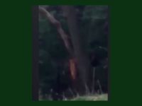 Bigfoot?