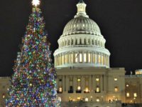 Capitol Christmas Tree