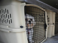 In this photo made Thursday, July 9, 2009, a dog waits in a kennel during a training session for Pet Airways in Omaha, Neb. On the first-ever all-pet airline started by husband-and-wife team Alysa Binder and Dan Wiesel, dogs and cats will fly in the main cabin of a Suburban Air Freight plane, retooled and lined with carriers in place of seats. (AP Photo/Dave Weaver)