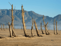 A picture taken on May 10, 2017 shows bare sand and dried tree trunks standing out at Theewaterskloof Dam, which has less than 20% of it's water capacity, near Villiersdorp, about 108km from Cape Town. South Africa's Western Cape region which includes Cape Town declared a drought disaster on May 22 as the province battled its worst water shortages for 113 years. This dam is the main water source for the city of Cape Town, and there is only 10% of it's usual capacity left for human consumption, at the last 10% is not useable, due to the silt content. / AFP PHOTO / Rodger BOSCH (Photo credit should read RODGER BOSCH/AFP/Getty Images)