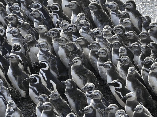 Penguins pack on a beach at Punta Tombo peninsula in Argentina's Patagonia, on Friday, Feb. 17, 2017. Drawn by an unusually abundant haul of sardines and anchovies, over a million penguins visited the peninsula during this years' breeding season, a recent record number according to local officials. Punta Tombo represents the largest colony of Magellanic penguins in the world. (AP Photo/Maxi Jonas)