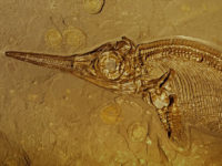 Fossil ichthyosaur with circular ammonite fossils in stone matrix Stenopterygius species Ammonites: Dactylioceras species Lower Jurassic period, Mesozoic era Holzmaden, Germany Photographed under controlled conditions (Specimen courtesy of Raimu Fossil ichthyosaur with circular ammonite fossils in stone matrix, Stenopterygius species, Ammonites: Dactylioceras species, Lower Jurassic period, Mesozoic era, Holzmaden, Germany, Photographed under controlled conditions (Specimen courtesy of Raimund Albersdoerfer, Germany), (Photo by Wild Horizons/UIG via Getty Images)