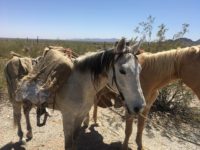 Mexican man used a pair of horses to smuggle marijuana and methamphetamine into the U.S. from Mexico, according to Border Patrol officials.
