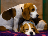BIRMINGHAM, ENGLAND - MARCH 13: A pair of Beagles rest on a bench on the final day of Crufts 2016 on March 13, 2016 in Birmingham, England. First held in 1891, Crufts is said to be the largest show of its kind in the world, the annual four-day event, features thousands of dogs, with competitors travelling from countries across the globe to take part and vie for the coveted title of 'Best in Show'. (Photo by Ben Pruchnie/Getty Images)