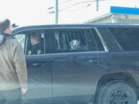 Dog Arrested for Fighting a Deer