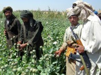 **FILE** A Taliban militant is seen with an AK- 47 rifle gun, right, as farmers collect resin from poppies in an opium poppy field in Naway district of Helmand province, southwest Afghanistan in a Friday, April 25, 2008 file photo. Drought and anti-drug campaigns helped slash Afghanistan's opium poppy cultivation by 19 percent this year compared to 2007, but the country is still far and away the world's leading source of the heroin-producing crop, the U.N. said Tuesday, Aug. 26, 2008. (AP Photo, File)
