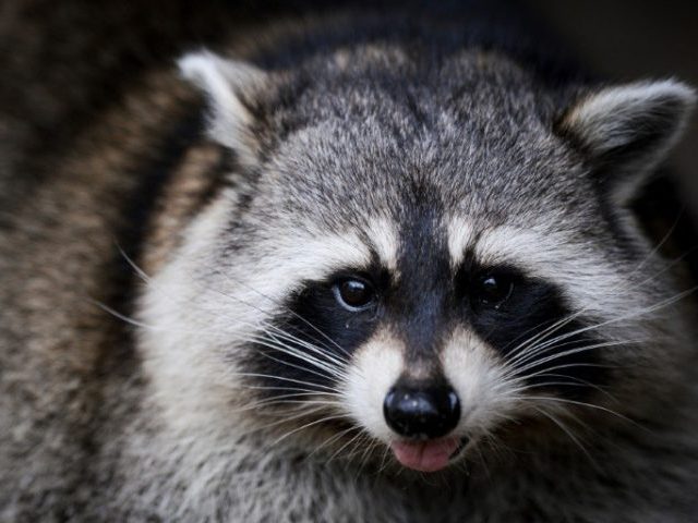 Raccoons are normally shy nocturnal animals