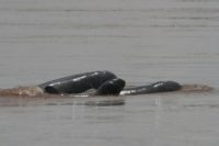 Conservationists have fresh hope for the future of the critically endangered Irrawaddy dolphin