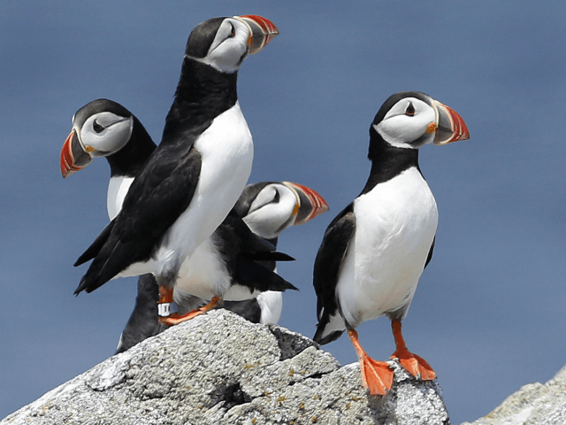 In this Aug. 1, 2014, file photo, Atlantic puffins congregate near their burrows on Eastern Egg Rock, a small island off the coast of Maine. The Audubon Society said 2017 was a great year for puffin reproduction. It's a rare bit of good news for the birds who have struggled