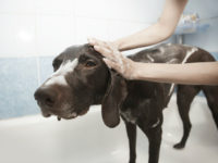 dog-bath-pixabay dog bath