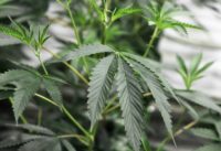 The budding crop of four marijuana plants was found by a visitor growing on the premises of an office building for members of the upper house
