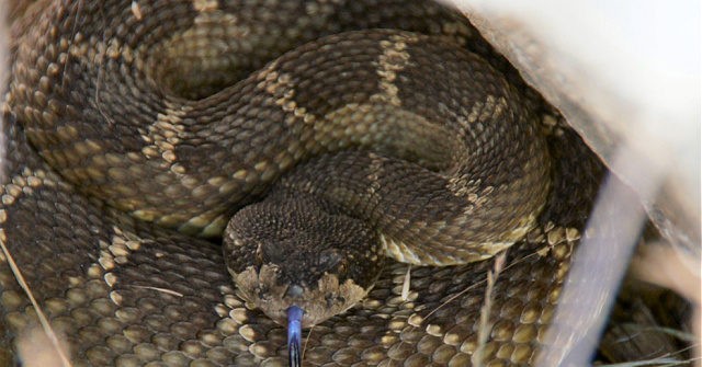 92 Rattlesnakes Discovered Under California Residence 1 92 Rattlesnakes Discovered Under California Residence