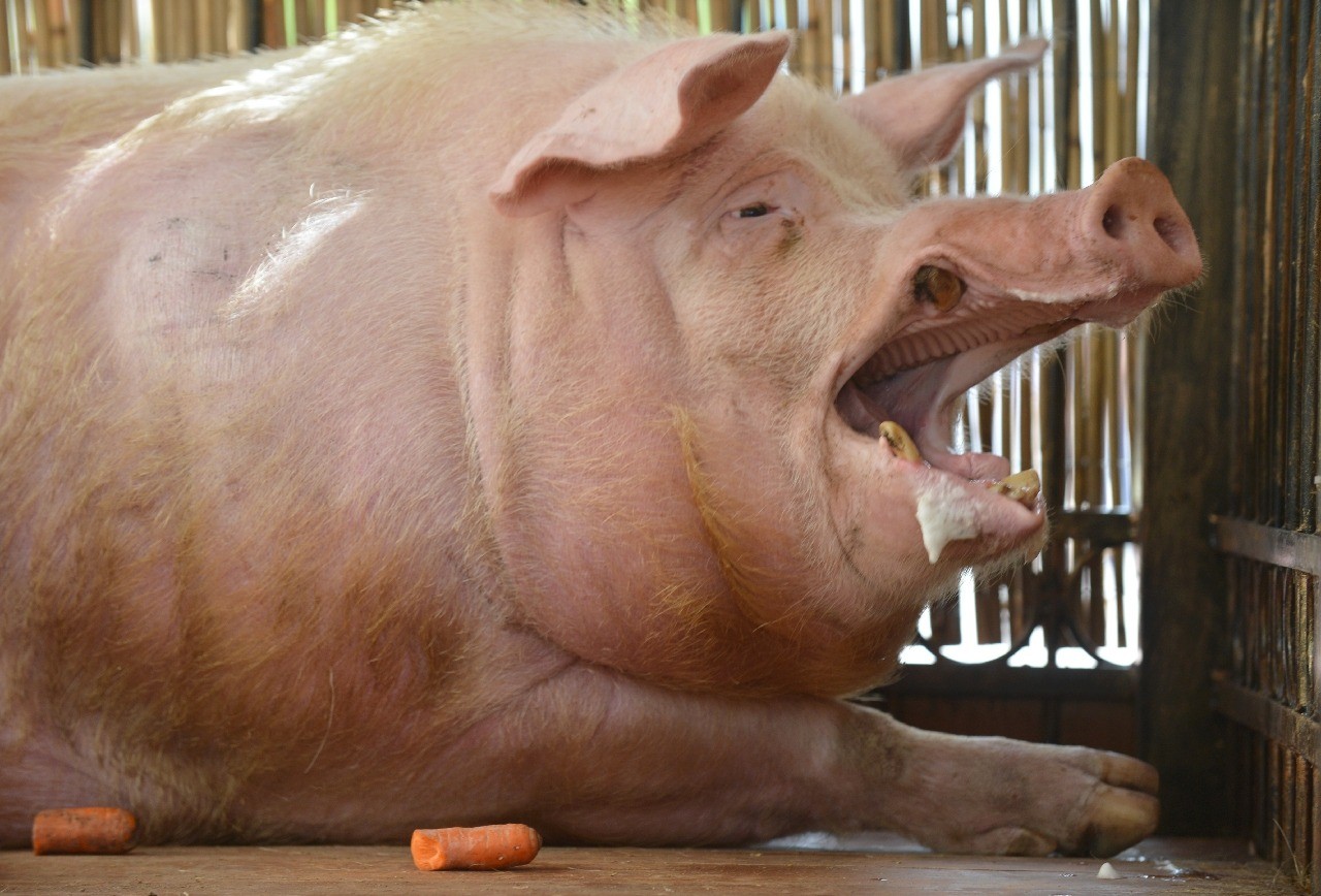 Fat pig humiliation pic