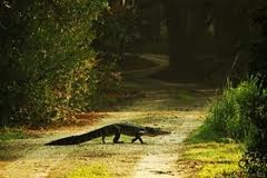 Missouri Authorities In Alligator Roundup