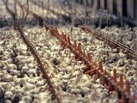 chicken-farm-AP AP photo