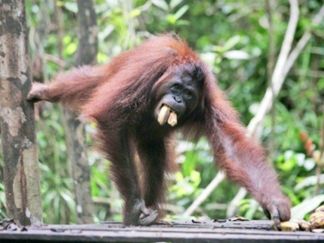 orangutan-AP