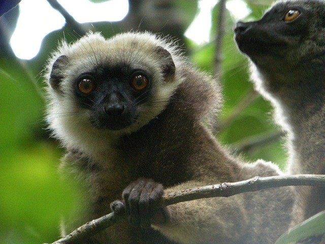 Concerned Lemur, Madagascar.