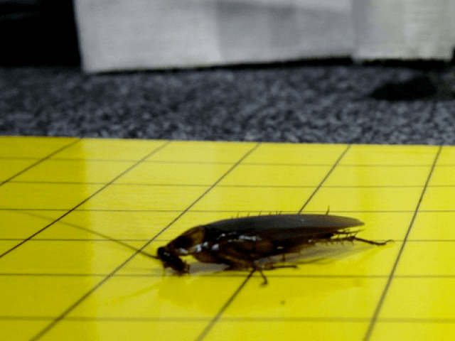 Cockroach-Reuters