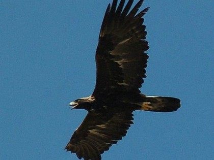 File photo of a Golden Eagle in flight from Wikimedia Commons.